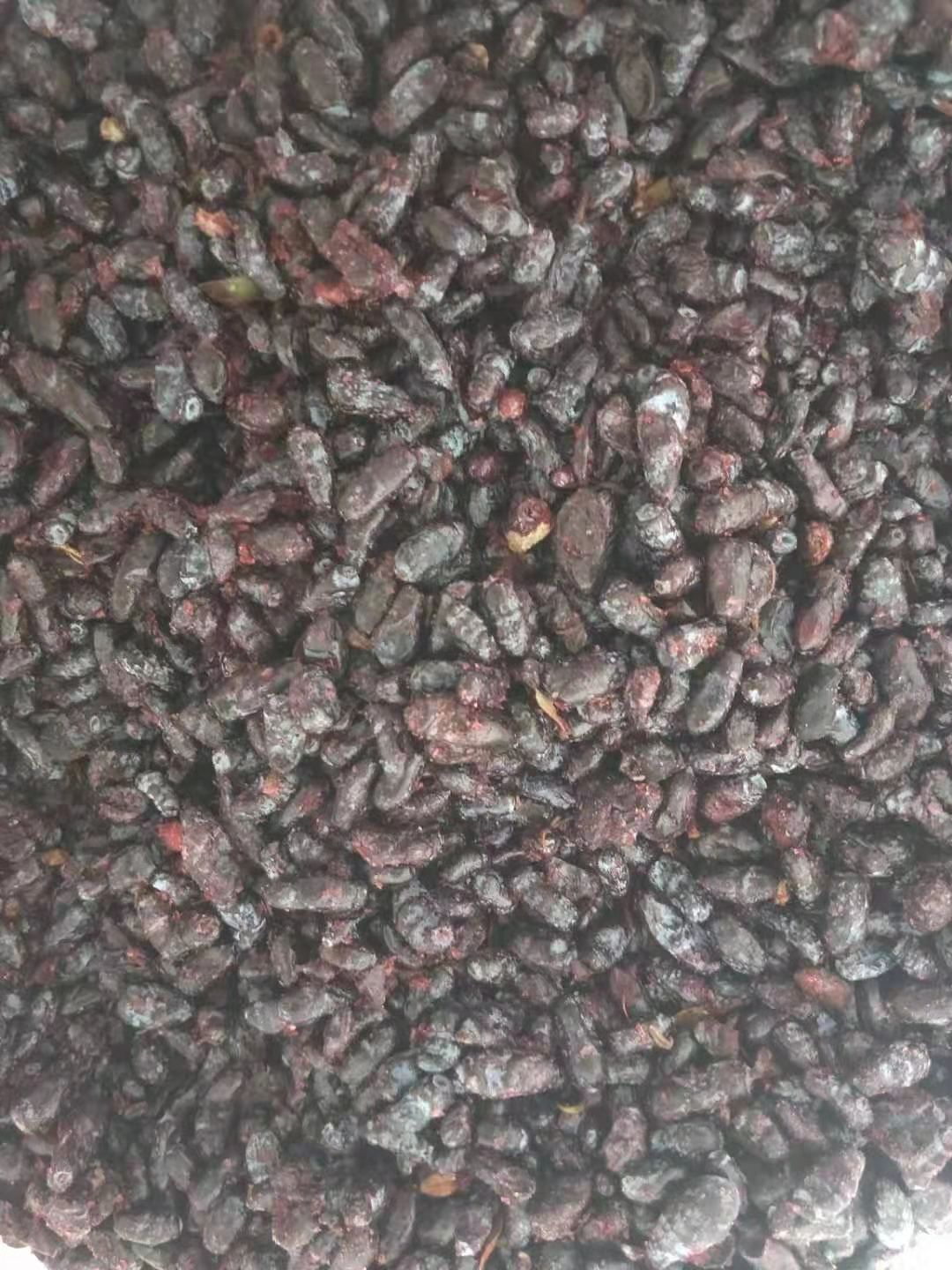  当年蓝靛果冻果样品