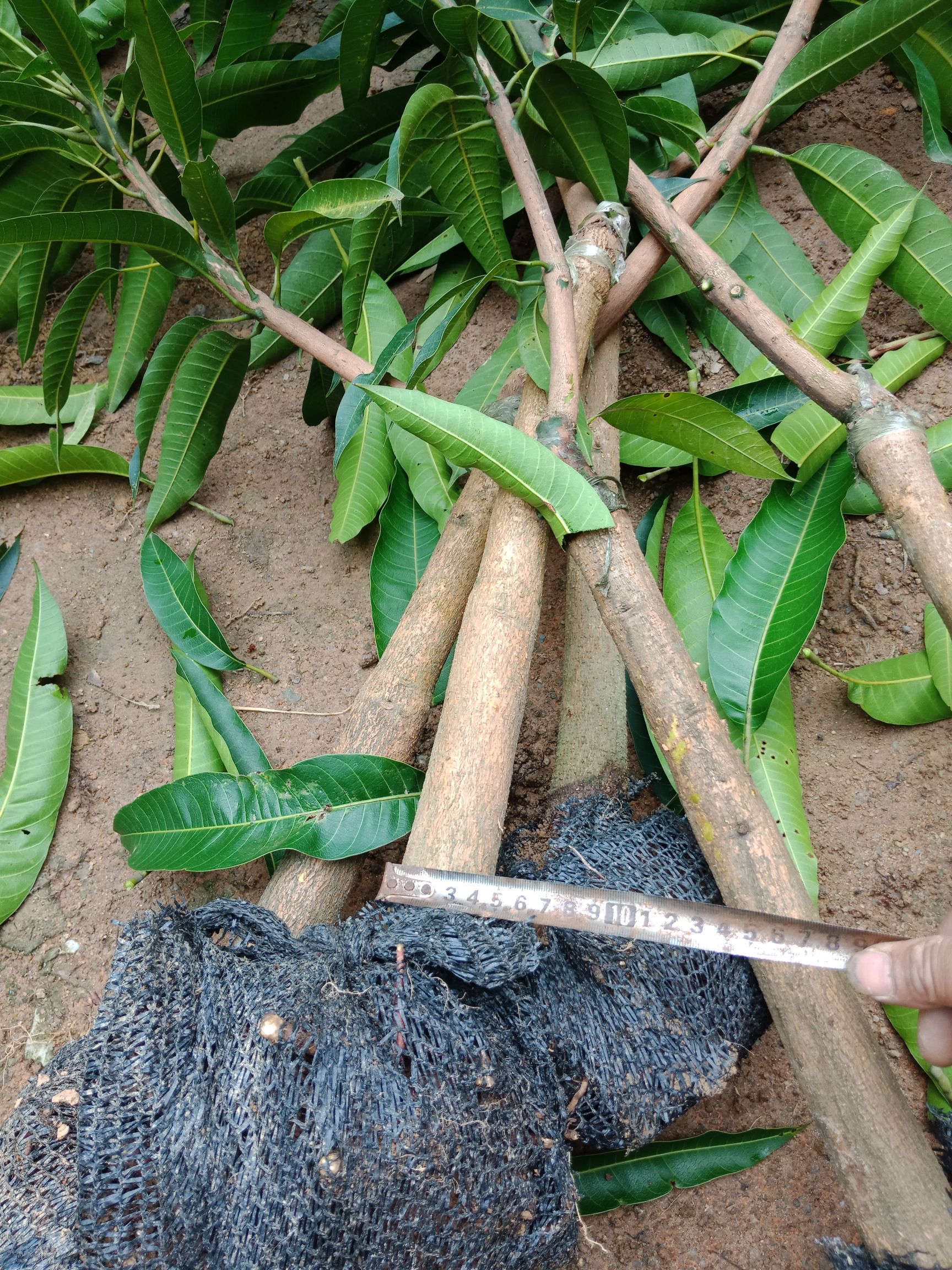 贵妃芒果苗  4到6公分大带土球，当年种植次年挂果！