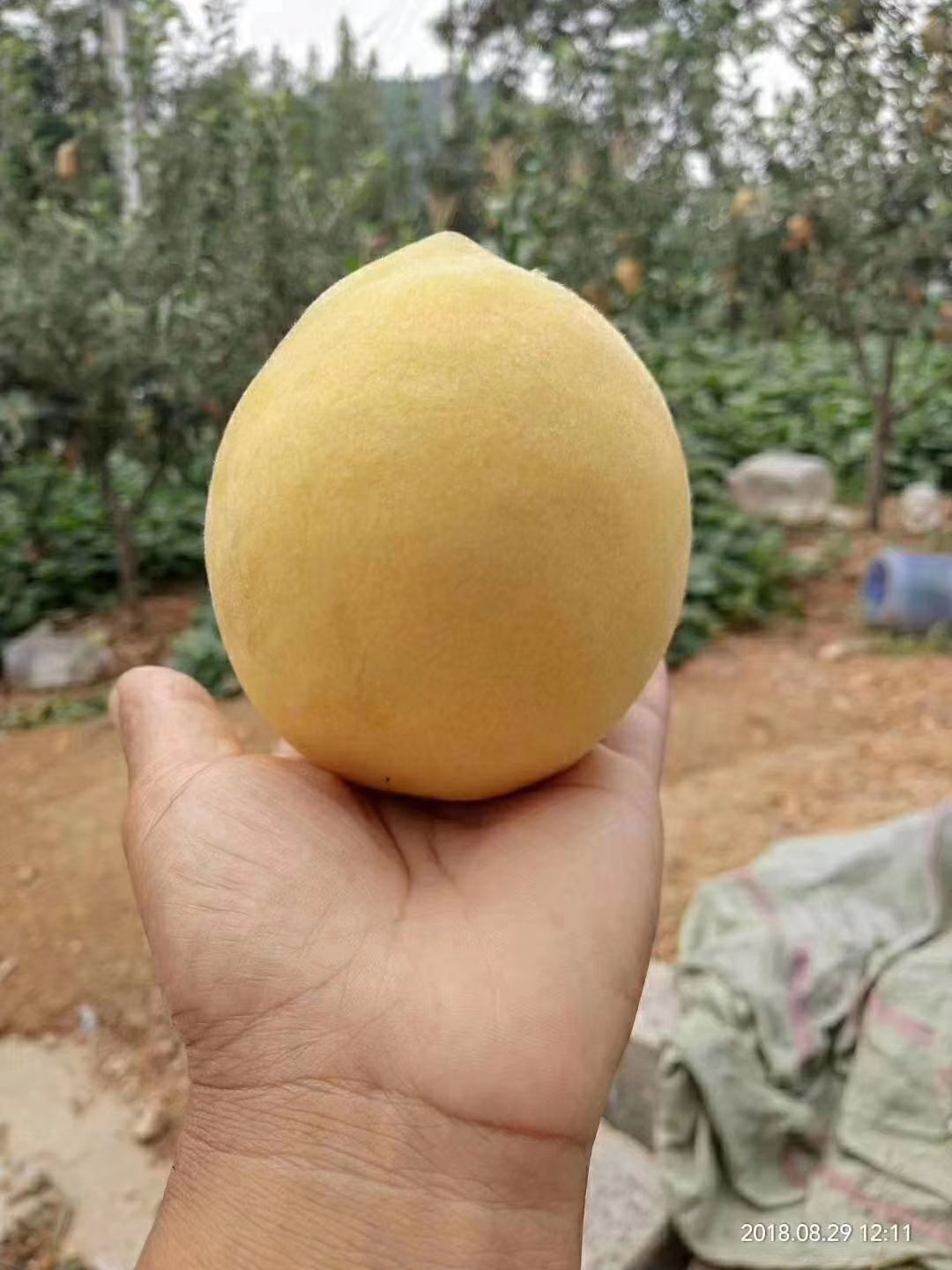 金皇后黄桃 沂蒙山金皇后黄金桃