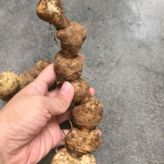 衡阳县黄精 纯