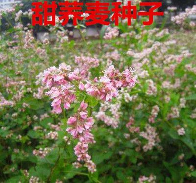 沭阳县荞麦种子 `苦荞麦甜荞麦荞麦面大麦燕麦荞麦茶谷子薏米油菜青稞