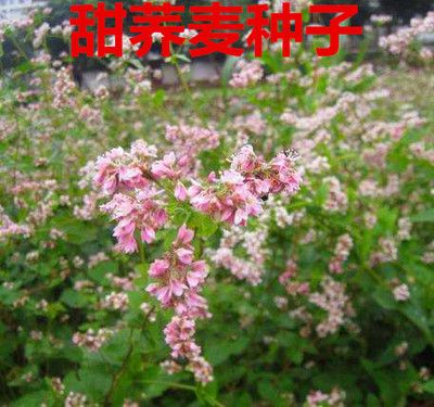 蕎麥種子 `苦蕎麥甜蕎麥?zhǔn)w麥面大麥燕麥?zhǔn)w麥茶谷子薏米油菜青稞