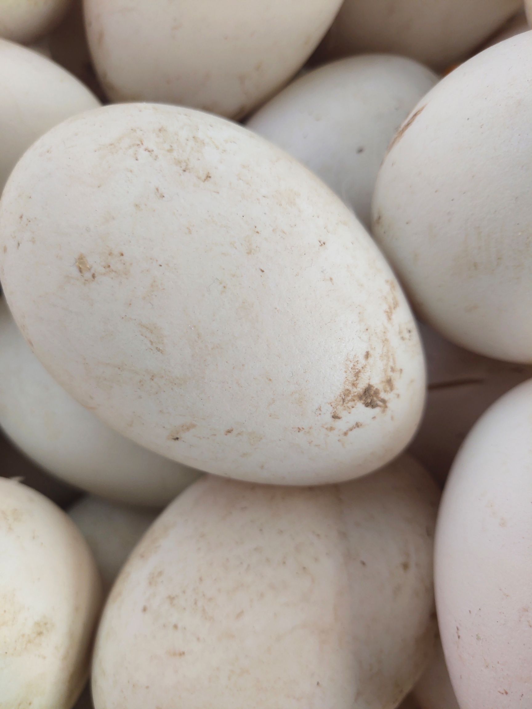 沭阳县鹅蛋种蛋 三花鹅种蛋，大品种鹅蛋 三花种蛋 需要可以发货
