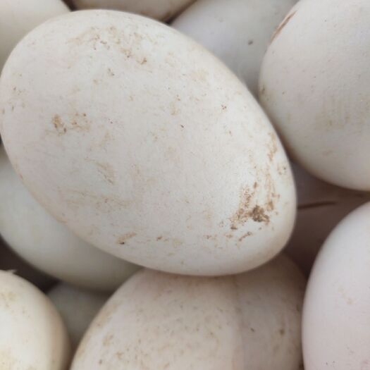 鹅蛋种蛋 三花鹅种蛋，大品种鹅蛋 三花种蛋 需要可以发货