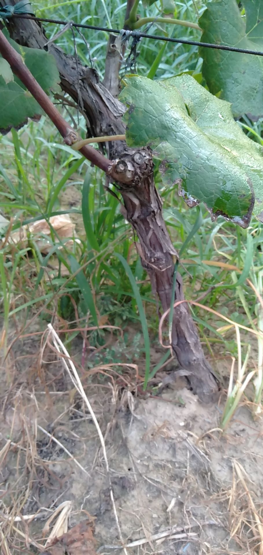 巨峰葡萄苗 鸿丰果品苗木各种规格葡萄树