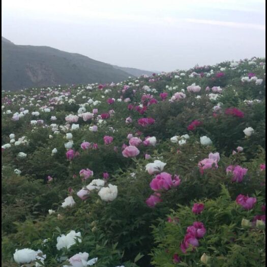 榆中县 优质芍药，赤芍花，欢迎采购