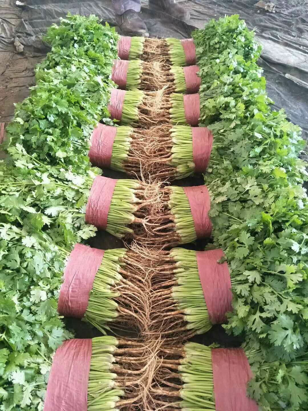  产地直供，精品香菜