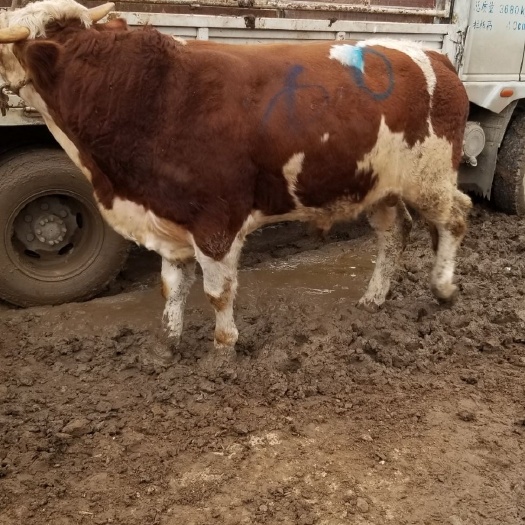 成品肉牛长期供应宰肉公母牛，小牛犊，