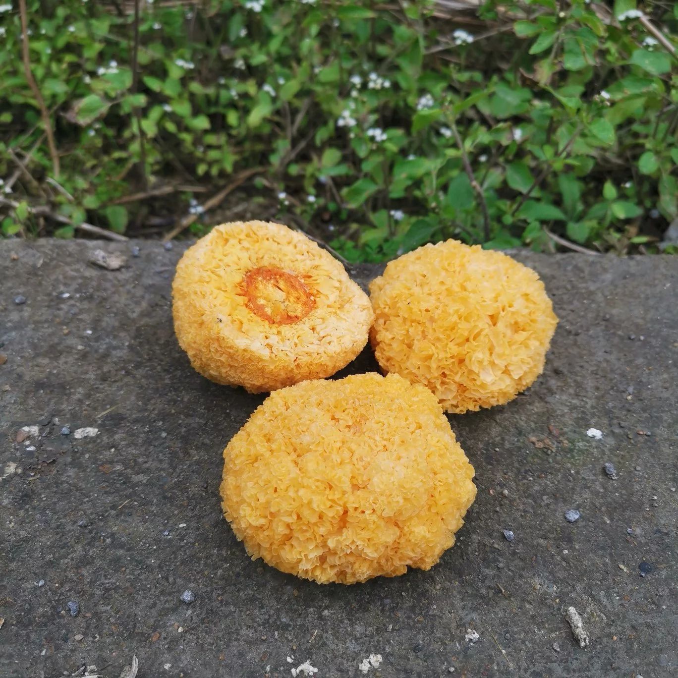 福建古田新出炉的丑耳/黄金耳