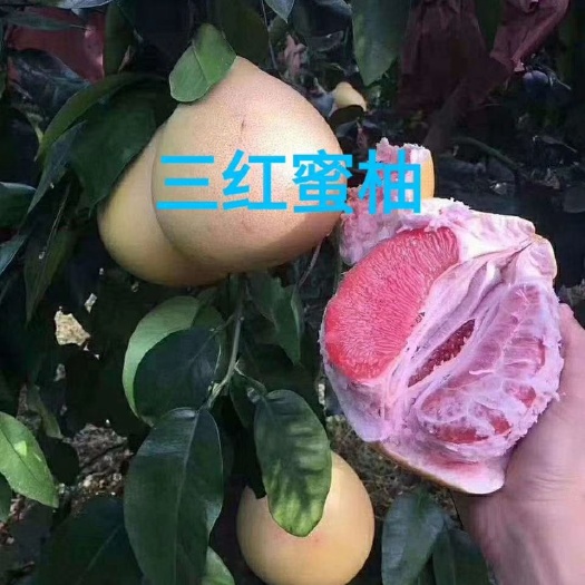 灵山县 三红蜜柚苗