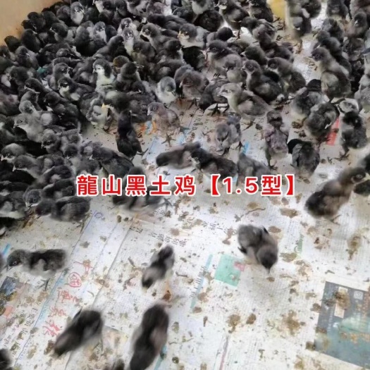 广州 龍山黑土鸡苗