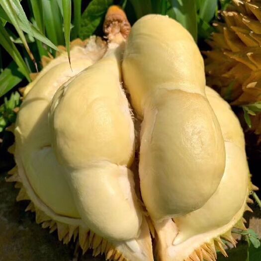 昆明 泰国金枕榴莲直发，送给最美的你