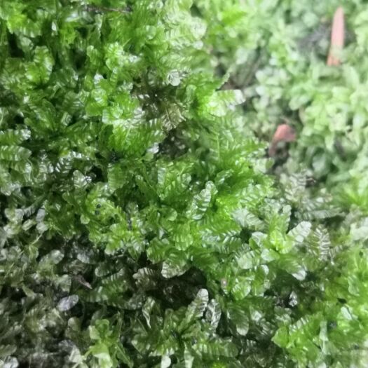 咸丰县水苔苔藓 倍蚜虫冬寄主苔藓植物