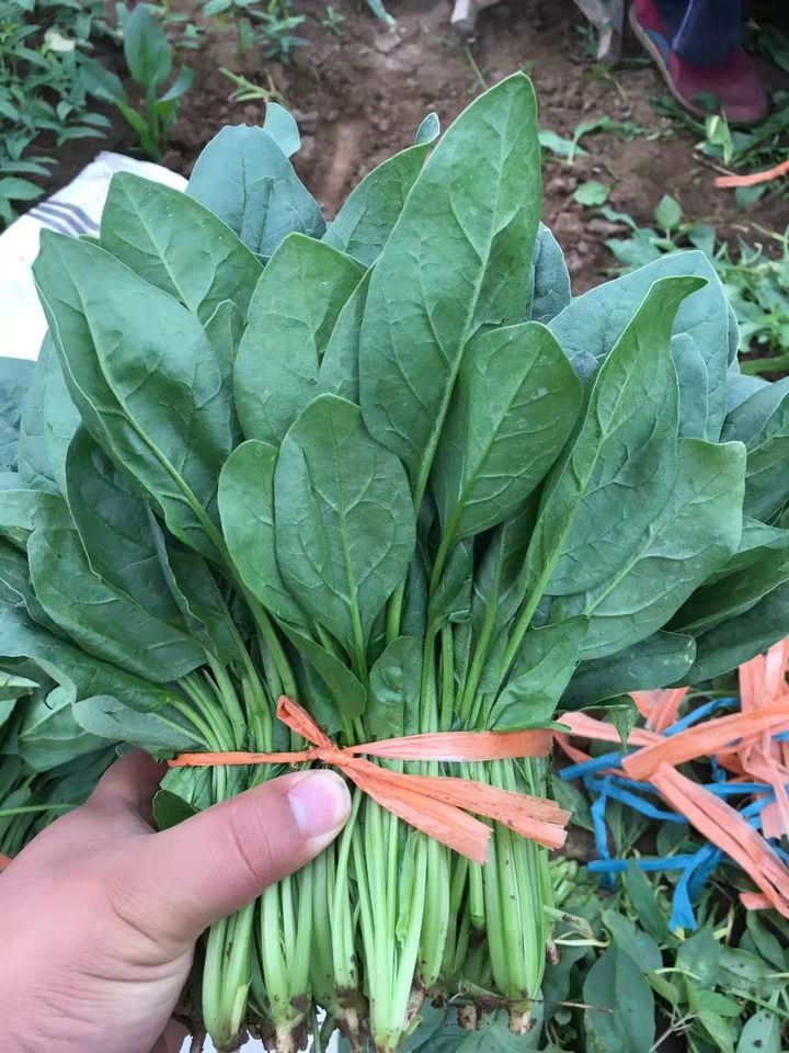  圓葉，小葉菠菜大量供應(yīng)！