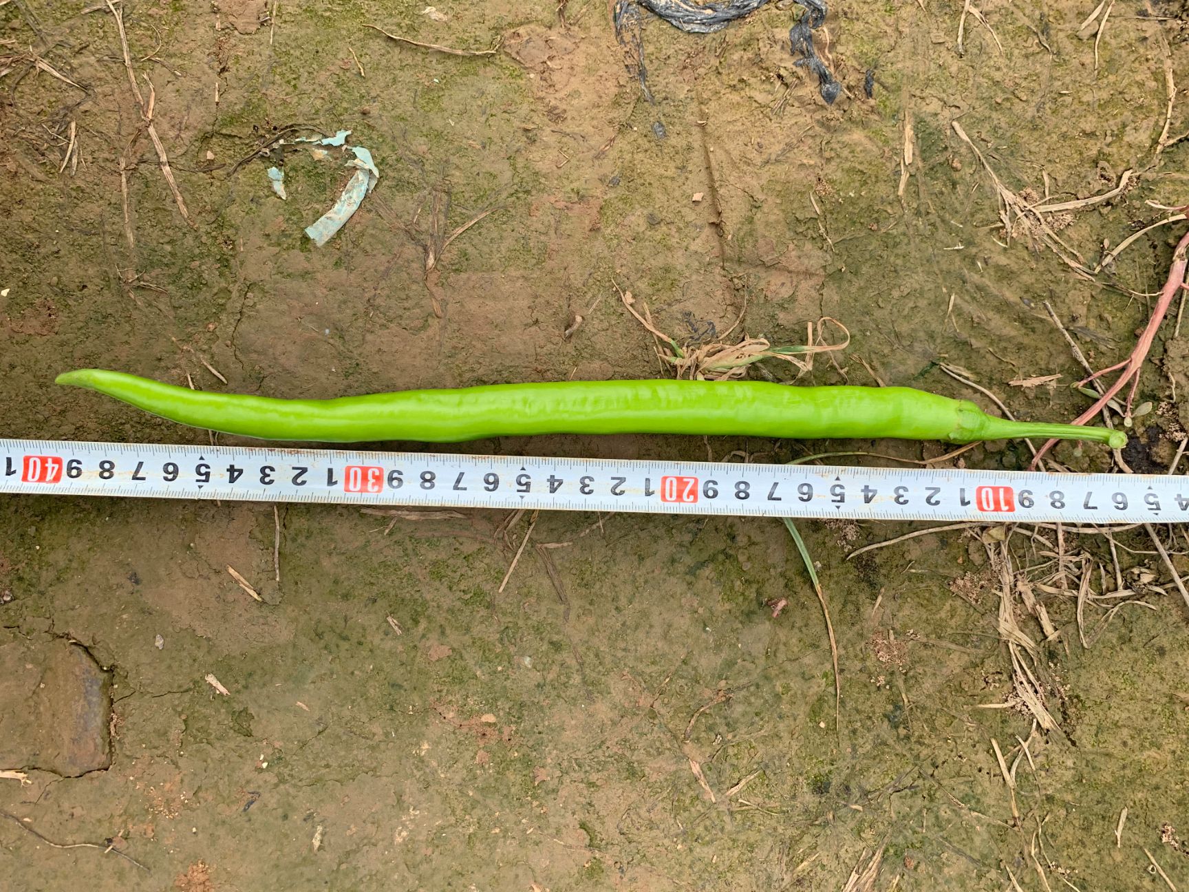 线椒种子 光滑顺直线椒