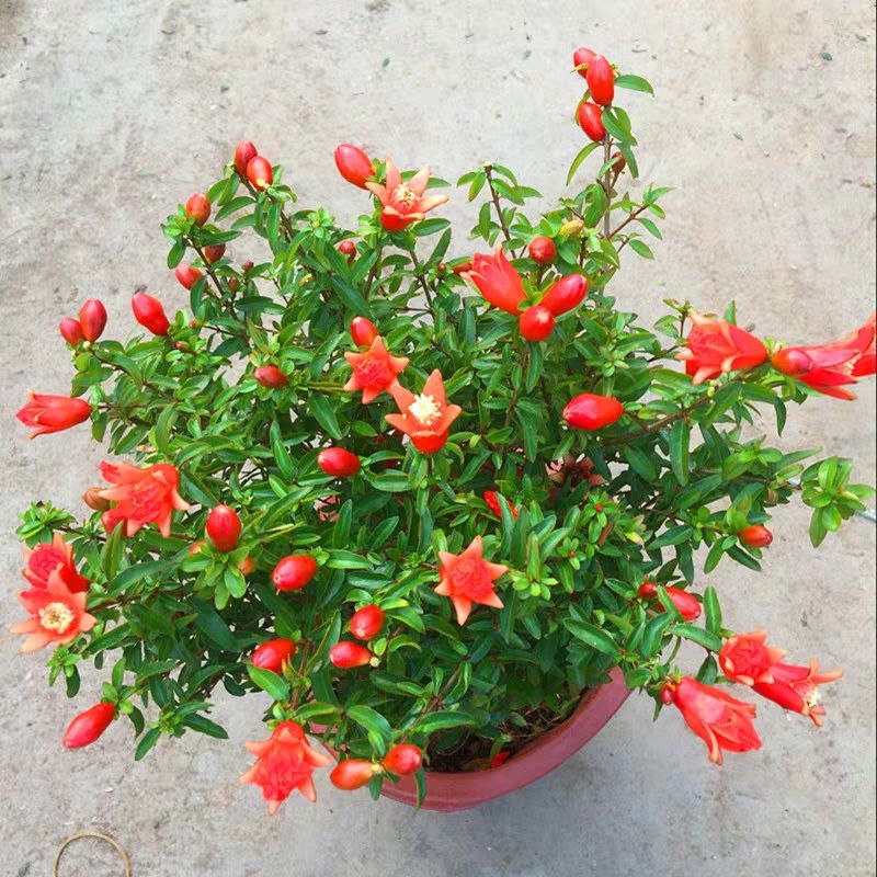 石榴盆景 观赏石榴花苗四季开花植物盆栽室内 盆景室外庭院阳台绿植花
