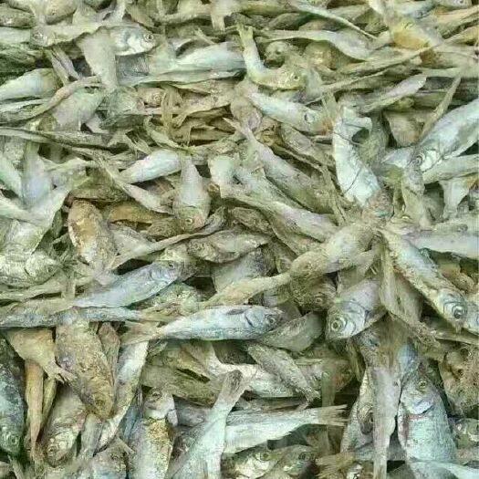 天津饲料添加剂  饲料鱼海鱼新货鱼干鸡鸭猪水产甲鱼螃蟹海鱼干量大优惠