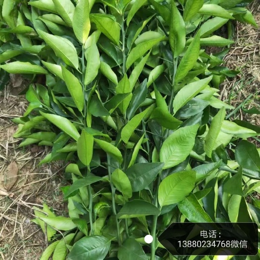 金堂县 091无核沃柑枝条