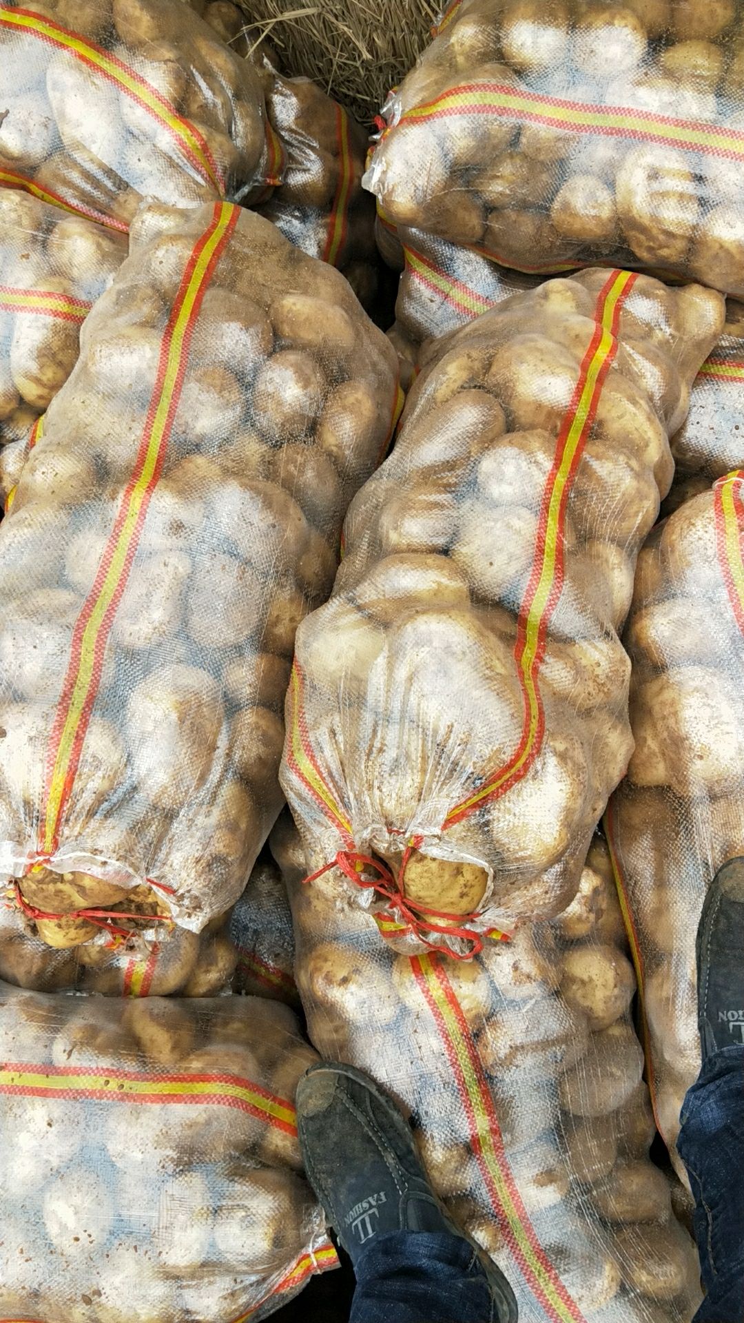 FM黄皮黄心土豆