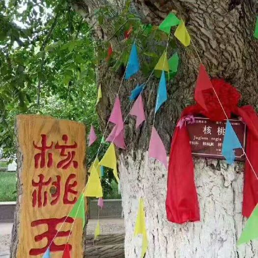 阿克苏市有机核桃 40mm以上 去皮 袋装