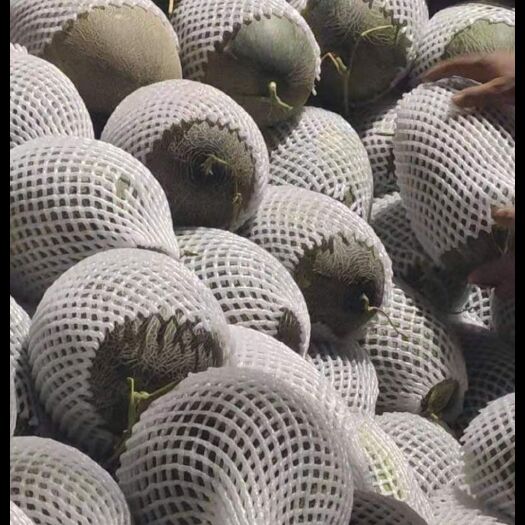 乌鲁木齐 大量有哈密瓜，加丝瓜1号。