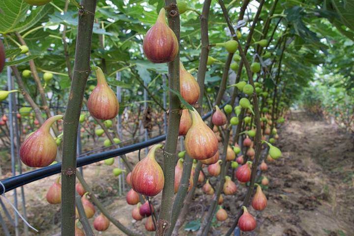 灵山县青皮无花果树苗 波姬红无花树苗四季可种植