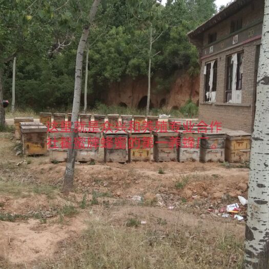 临汾百花蜜 自产自销、旡任何添加源头货源。