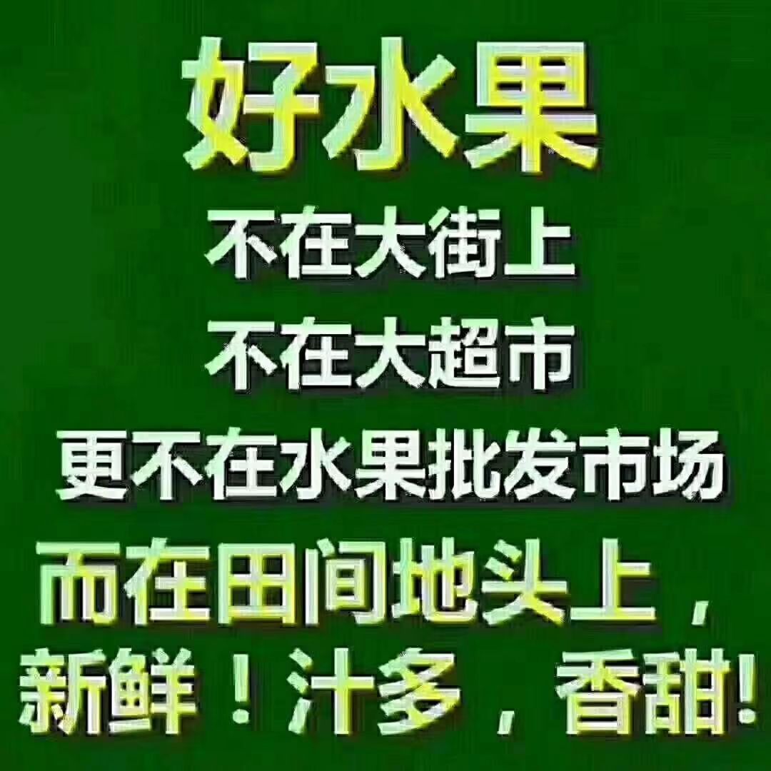 眉县猕猴桃 自家果园，现摘现发，支持一件代发，货源充足，质量保证。