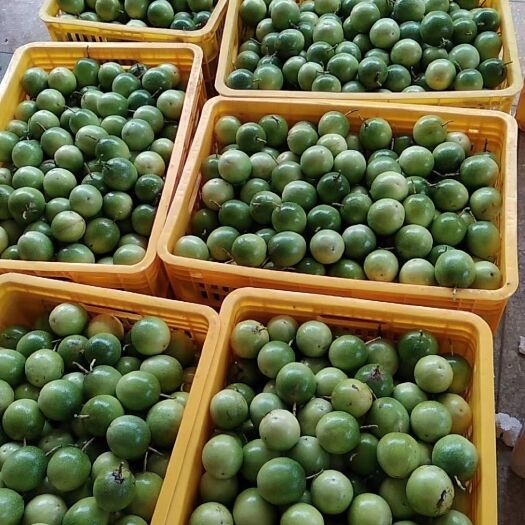 高州市 扶贫基地直供 芭乐味黄金百香果