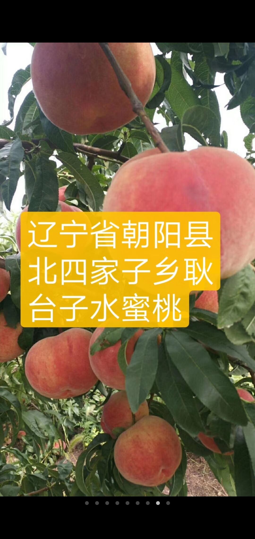  水蜜桃桃大核小，离核，肉质细腻，甜脆可口，含糖量高。