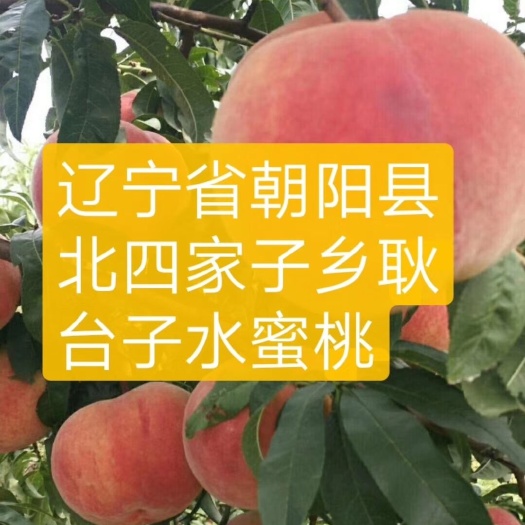  水蜜桃桃大核小，离核，肉质细腻，甜脆可口，含糖量高。