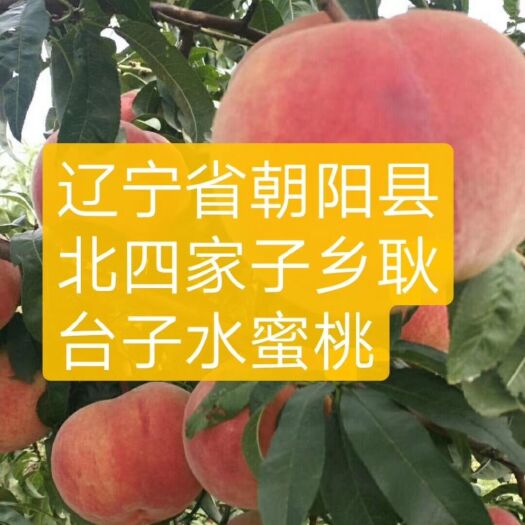 朝阳县 水蜜桃桃大核小，离核，肉质细腻，甜脆可口，含糖量高。
