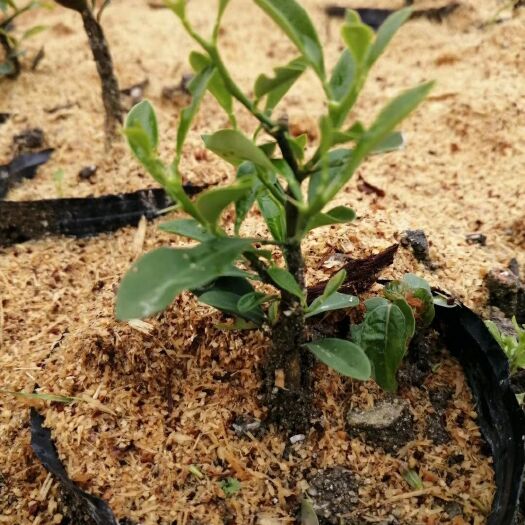 漳平市 山金豆苗滑皮金桔苗产地直销批发量大
