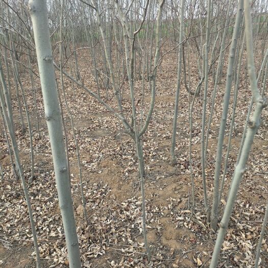 绛县 白蜡量大需要的联系