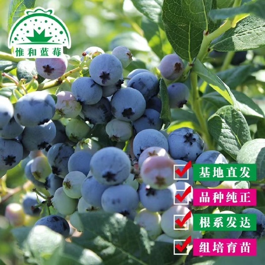 肥东县 组培蓝莓苗