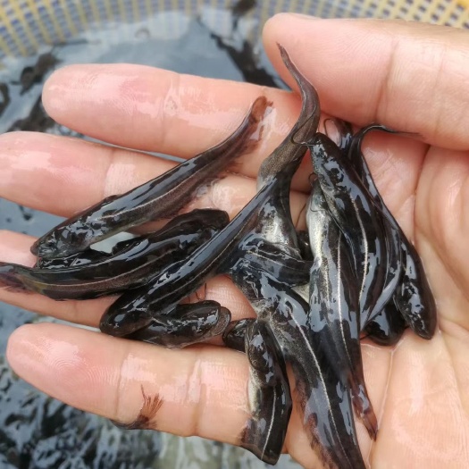 贺州鲶鱼苗 鲶鱼
