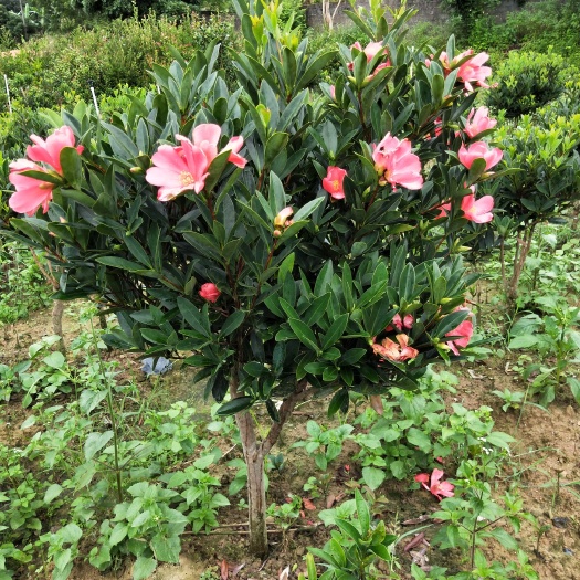 灵山县茶花苗 山茶花树苗四季山红茶花树苗盆栽树苗一年四季开花
