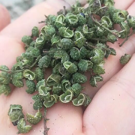 永善县青花椒 云南昭通金沙江边青麻椒各个价位都有