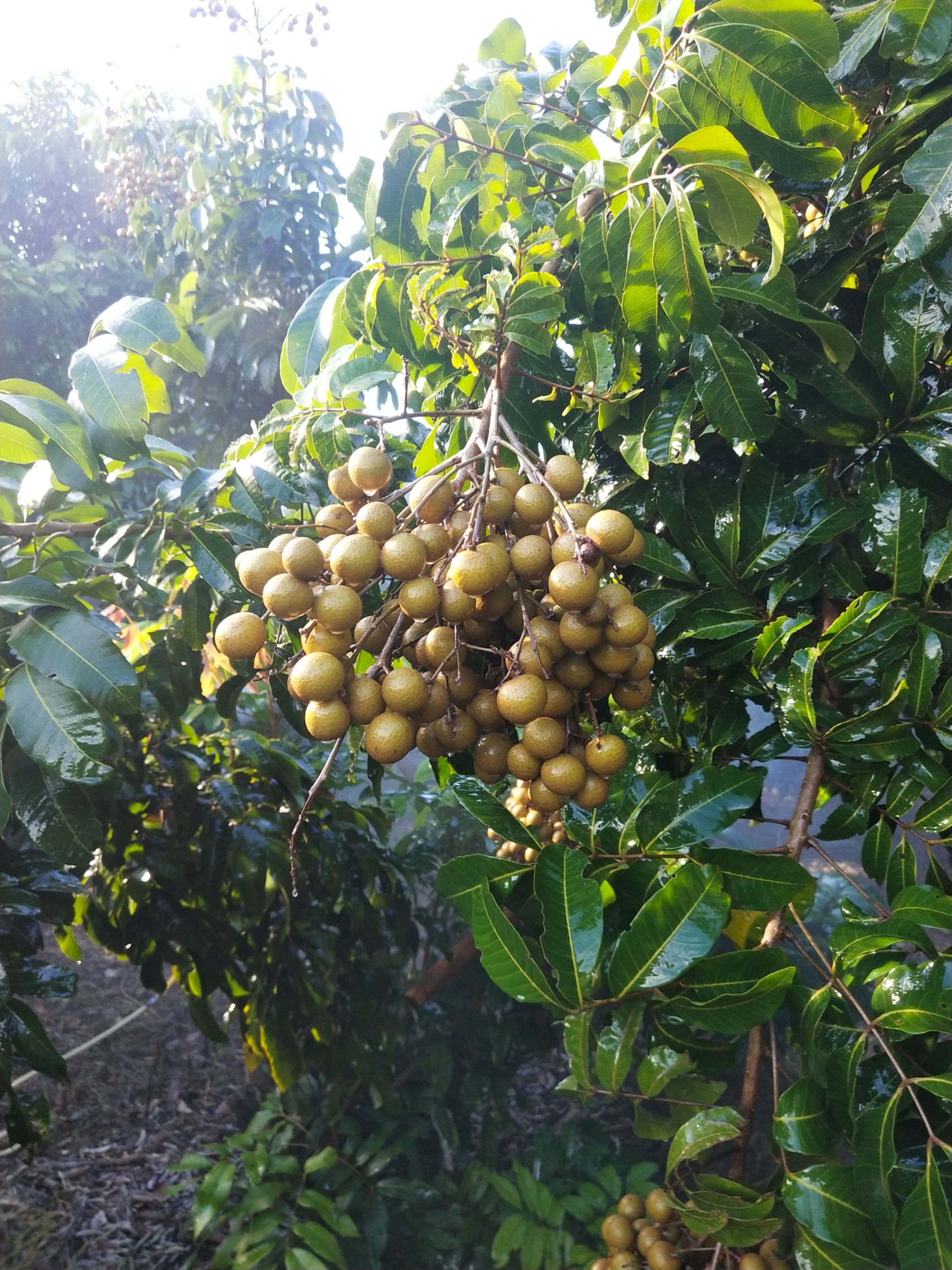  海南石夹龙眼