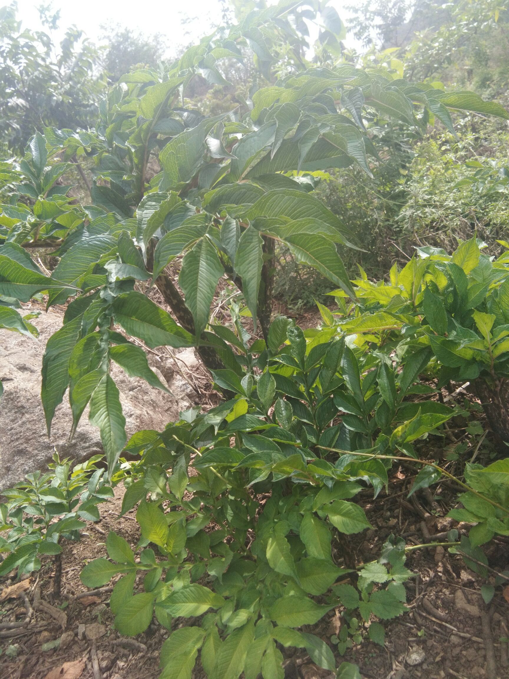 方强青花椒白魔芋种植农场