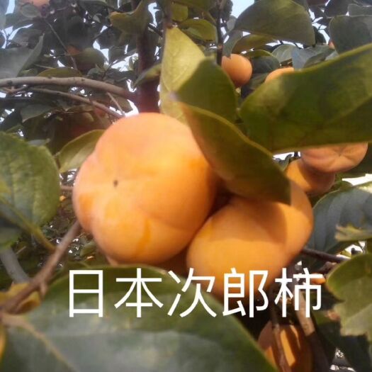 平邑县日本次郎甜柿苗 柿子苗基地 日本甜柿苗批发 次郎甜柿子