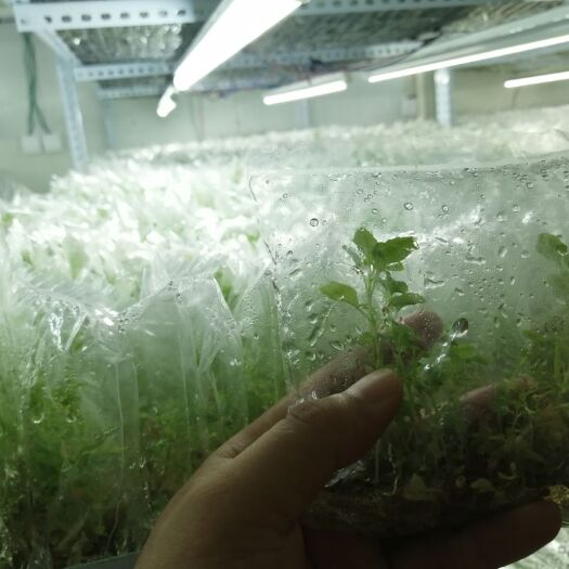 贵港广霍香 霍香脱毒组培苗，减少根腐病危害