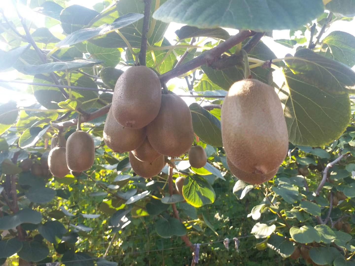  山东淄博市博山区源泉镇泉河村泰山一号猕猴桃