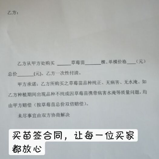 平度市甜宝草莓苗 假值苗，种植苗都有，矮壮苗，可以签合同，根系发达