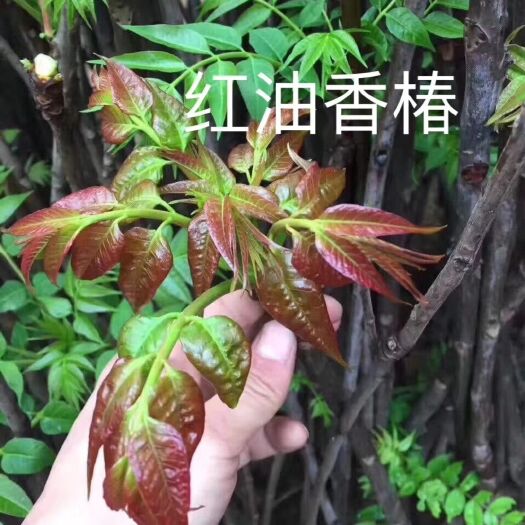 平邑县香椿苗基地直销 红油香椿苗批发