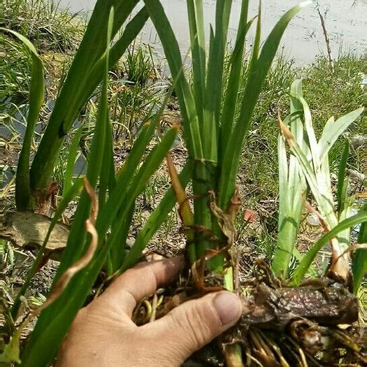 安新县水菖蒲 v