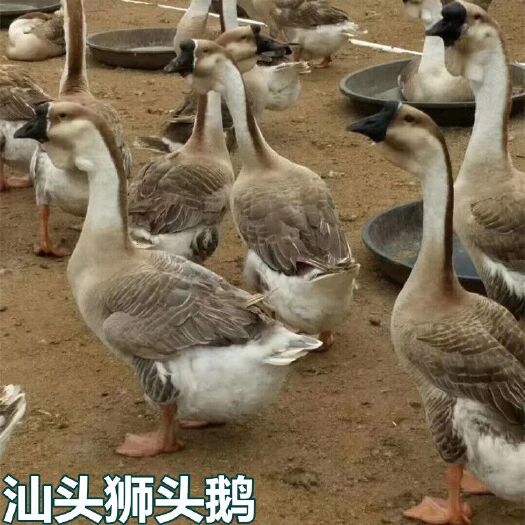 南宁狮头鹅苗