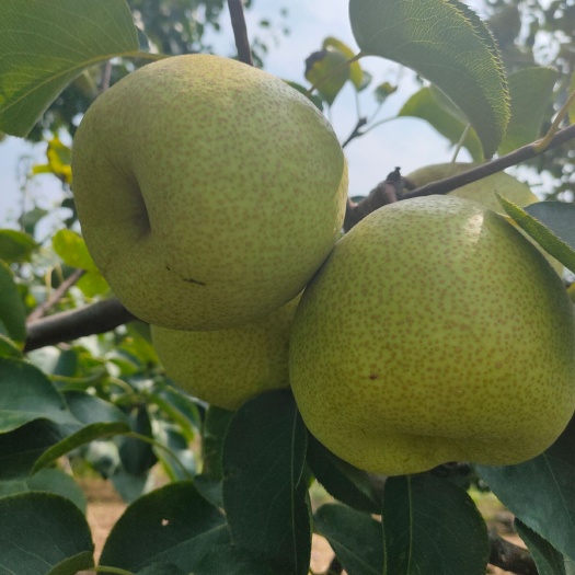 砀山县 砀山酥梨大量上市，