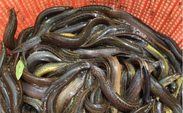  滋补养生，健康食品，水中人参，生态泥鳅