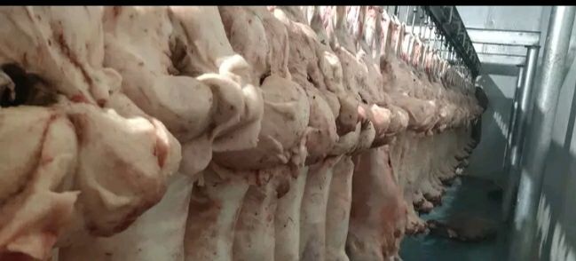 乌鲁木齐绵羊肉 生肉